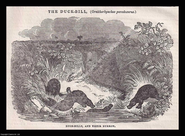 Item #639434 Australia, Duck-Bills, Ornithorhynchus Paradoxurus, and their Burrows. An 1836...