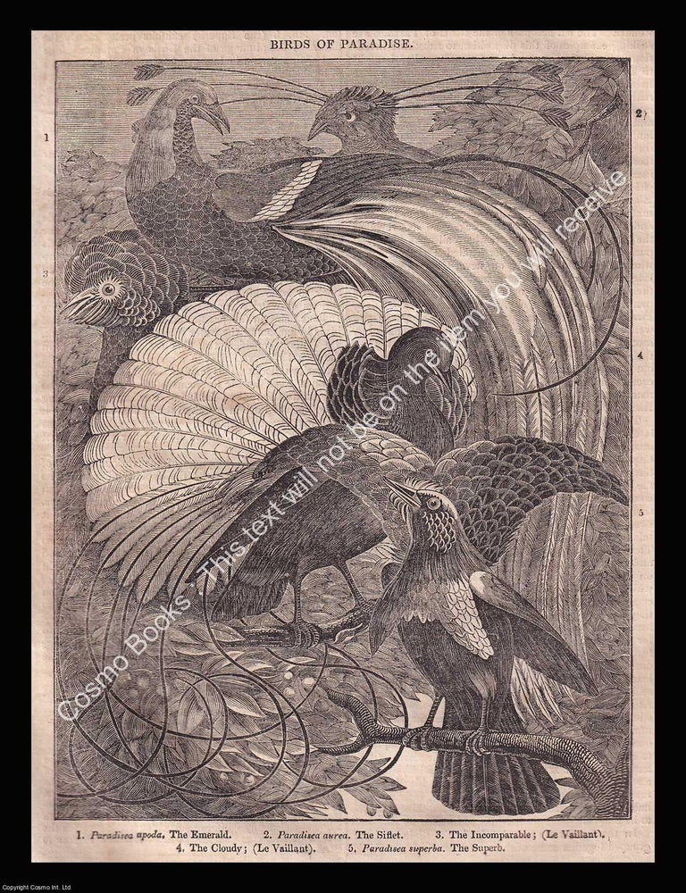 Item #639506 Birds of Paradise. An 1833 original woodcut engraving. Image 14.5 x 19.5 cms,...