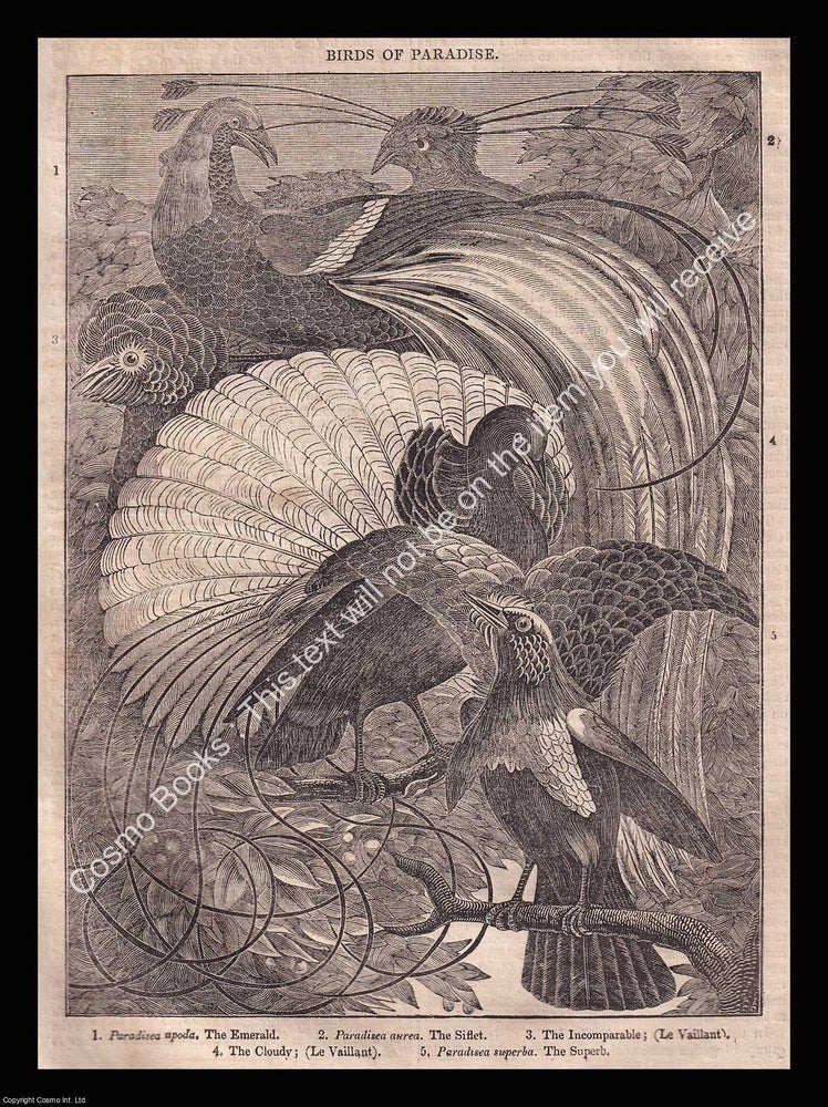Item #639506 Birds of Paradise. An 1833 original woodcut engraving. Image 14.5 x 19.5 cms,...