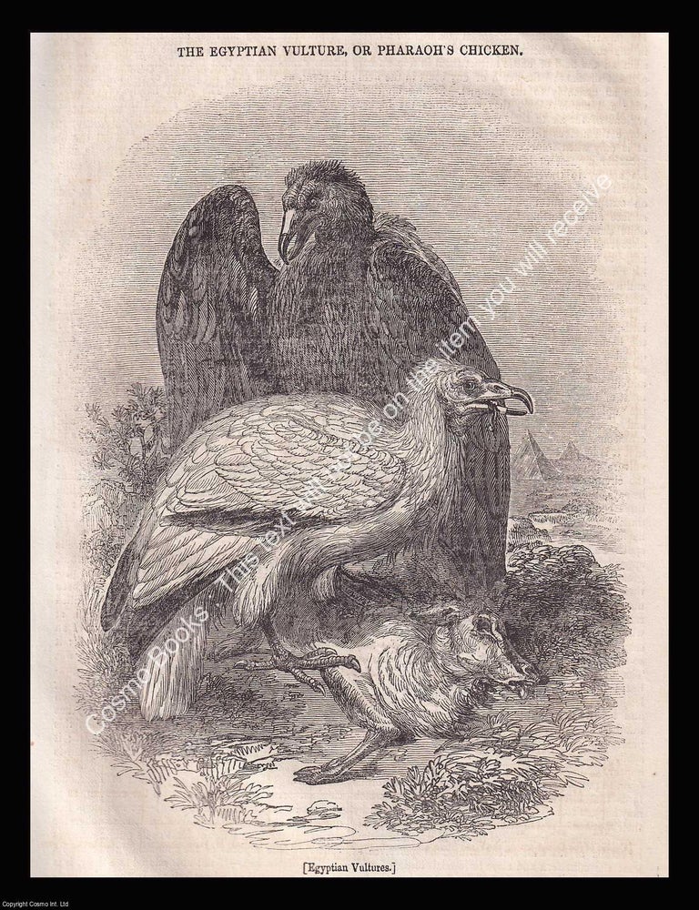 Item #639511 Egyptian Vulture or Pharoah's Chicken. An 1835 original woodcut engraving....