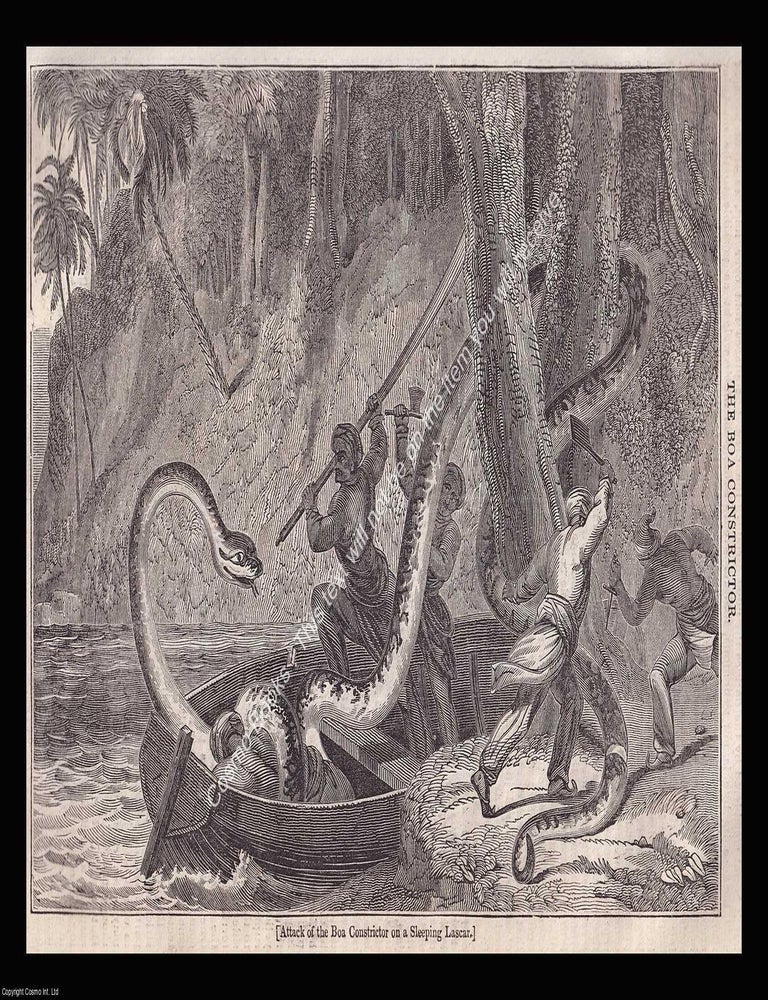 Item #639519 The Boa Constrictor, Attack on a Sleeping Lascar. An 1834 original woodcut...
