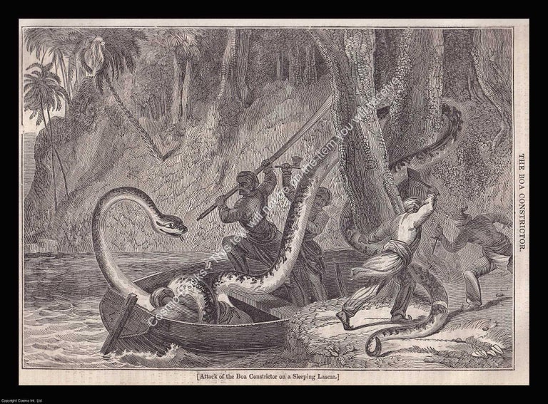 Item #639519 The Boa Constrictor, Attack on a Sleeping Lascar. An 1834 original woodcut...