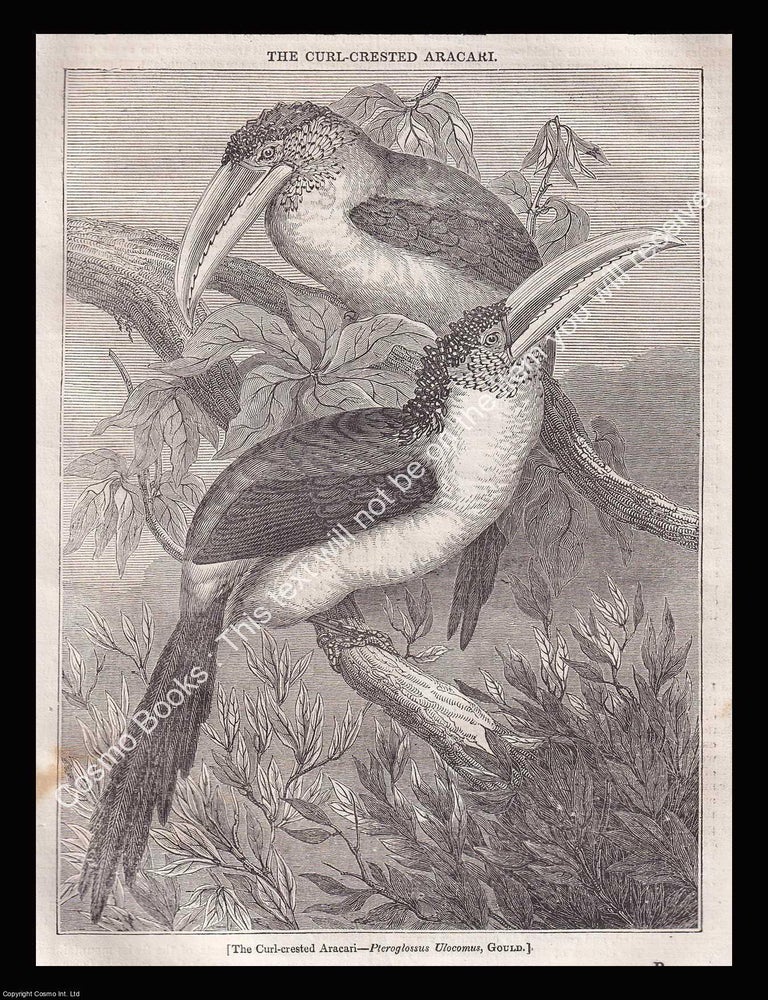 Item #639520 The Curl-Crested Aracari Bird. An 1834 original woodcut engraving. Image 14.5 x 20...