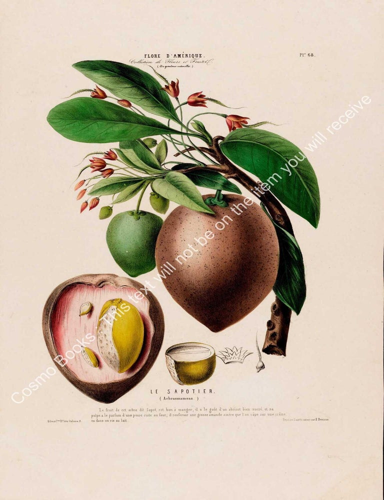 Item #801971 Flore d'Amerique 1843 - Achrasmamosa. Drawn & Painted by Etienne Denisse,...