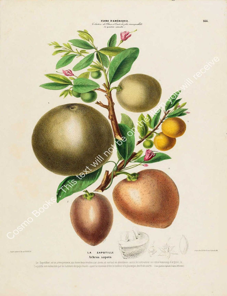 Item #801972 Flore d'Amerique 1843 - Achros sapota. Drawn & Painted by Etienne Denisse,...