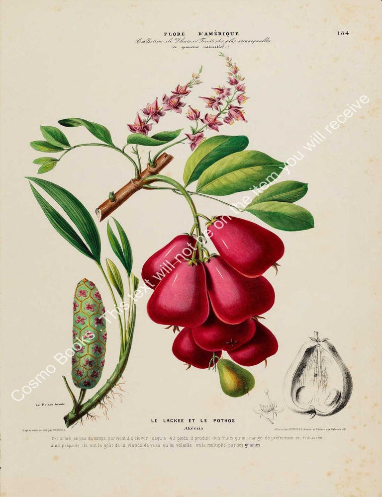 Item #801973 Flore d'Amerique 1843 - Akeesia. Drawn & Painted by Etienne Denisse,...