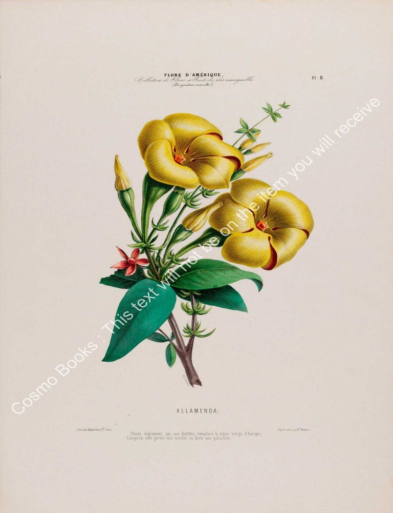 Item #801974 Flore d'Amerique 1843 - Allamenda. Drawn & Painted by Etienne Denisse,...