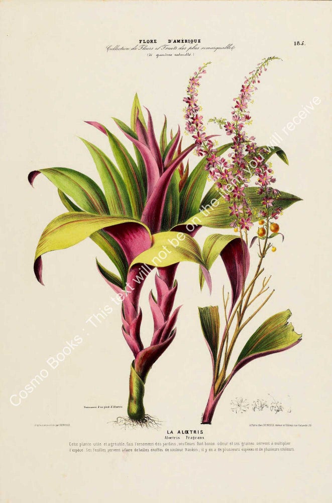Item #801975 Flore d'Amerique 1843 - Aloetris Fragrans. Drawn & Painted by Etienne...
