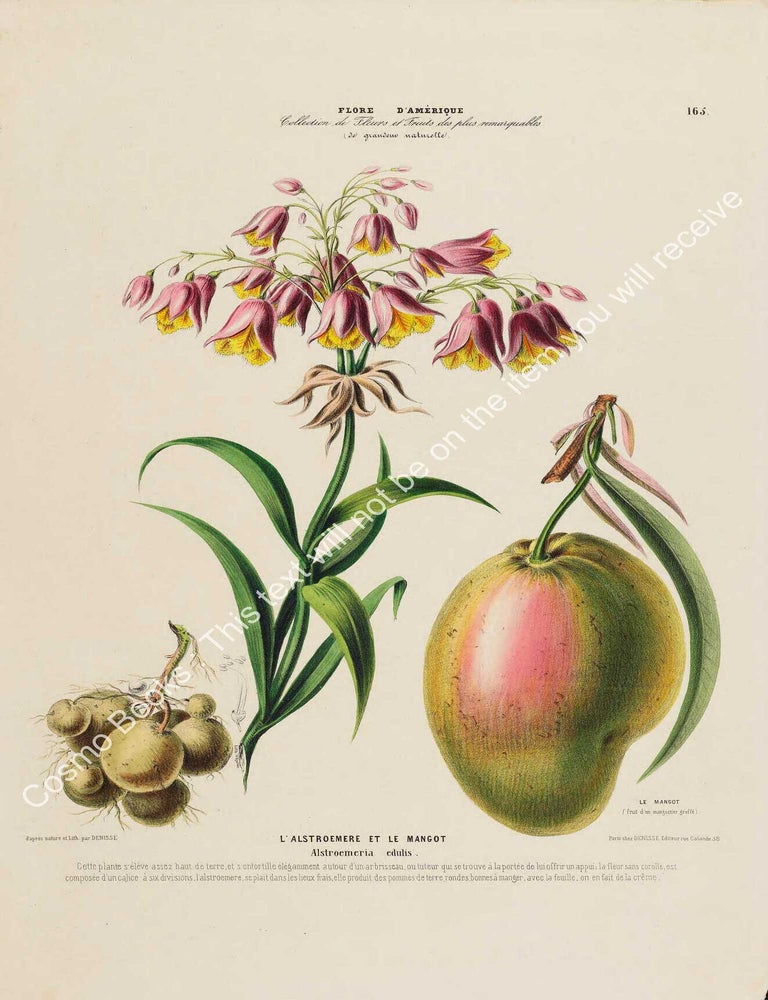Item #801976 Flore d'Amerique 1843 - Alstroemeria & mango. Drawn & Painted by...