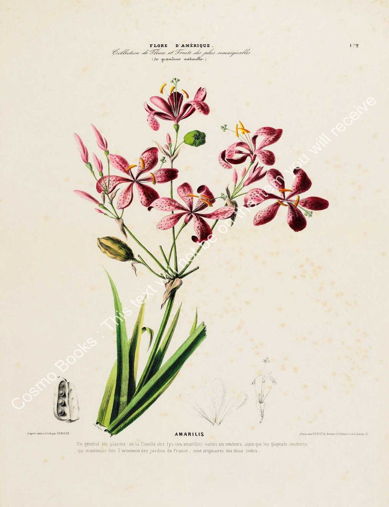 Item #801977 Flore d'Amerique 1843 - Amarilis. Drawn & Painted by Etienne Denisse,...