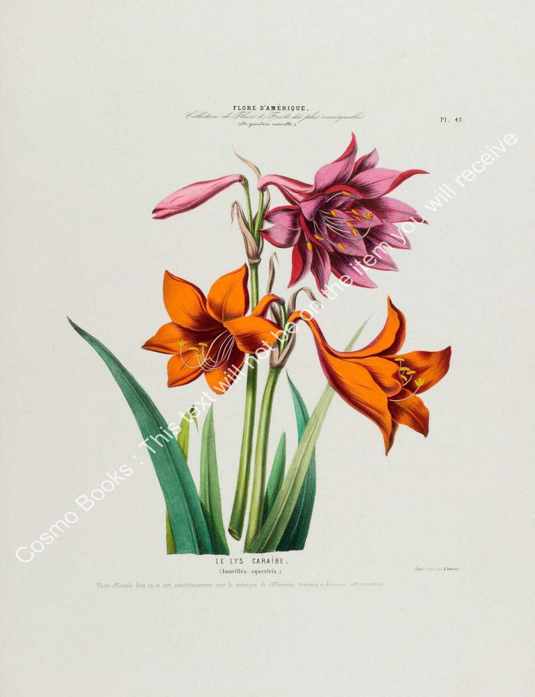 Item #801978 Flore d'Amerique 1843 - Amarilles equestris. Drawn & Painted by Etienne...
