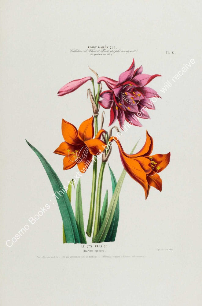 Item #801978 Flore d'Amerique 1843 - Amarilles equestris. Drawn & Painted by Etienne...