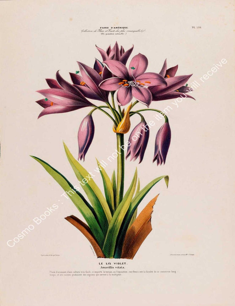 Item #801979 Flore d'Amerique 1843 - Amarillis vitata. Drawn & Painted by Etienne...