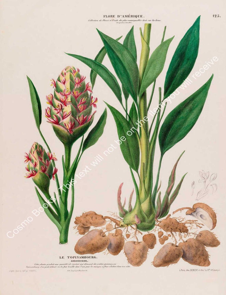 Item #801980 Flore d'Amerique 1843 - Amomum. Drawn & Painted by Etienne Denisse,...