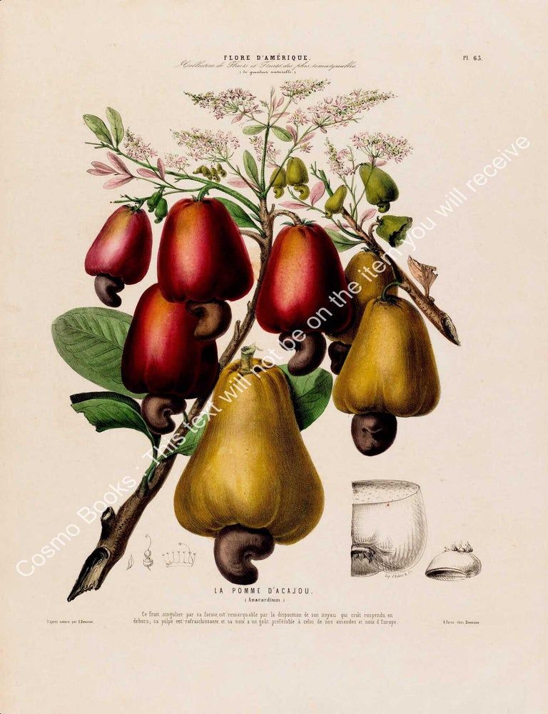 Item #801981 Flore d'Amerique 1843 - Anacardium. Drawn & Painted by Etienne Denisse,...