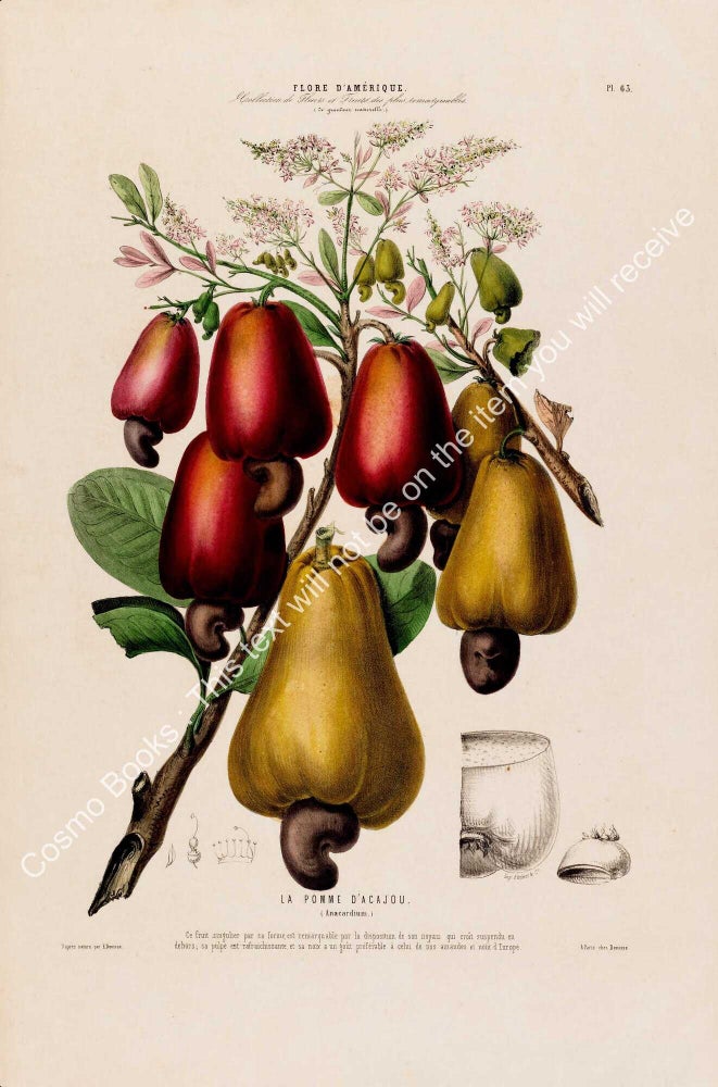 Item #801981 Flore d'Amerique 1843 - Anacardium. Drawn & Painted by Etienne Denisse,...
