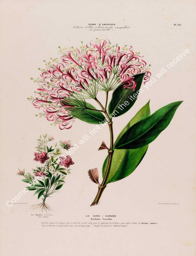 Item #801982 Flore d'Amerique 1843 - Anchona Caraiba. Drawn & Painted by Etienne...