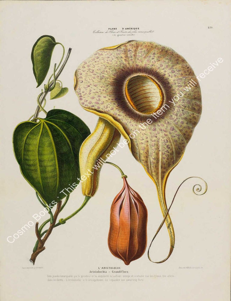 Item #801983 Flore d'Amerique 1843 - Aristolochia Grandiflora. Drawn & Painted by...