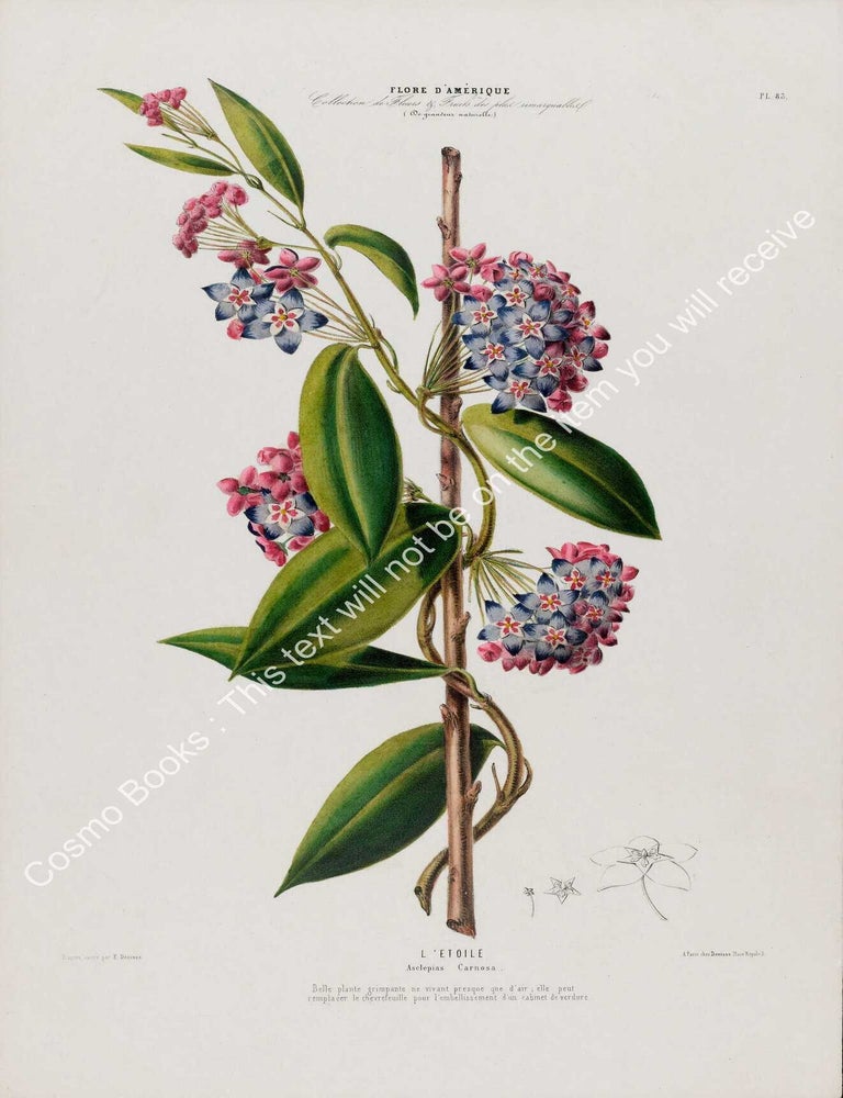 Item #801984 Flore d'Amerique 1843 - Asclepias Carnosa. Drawn & Painted by Etienne...