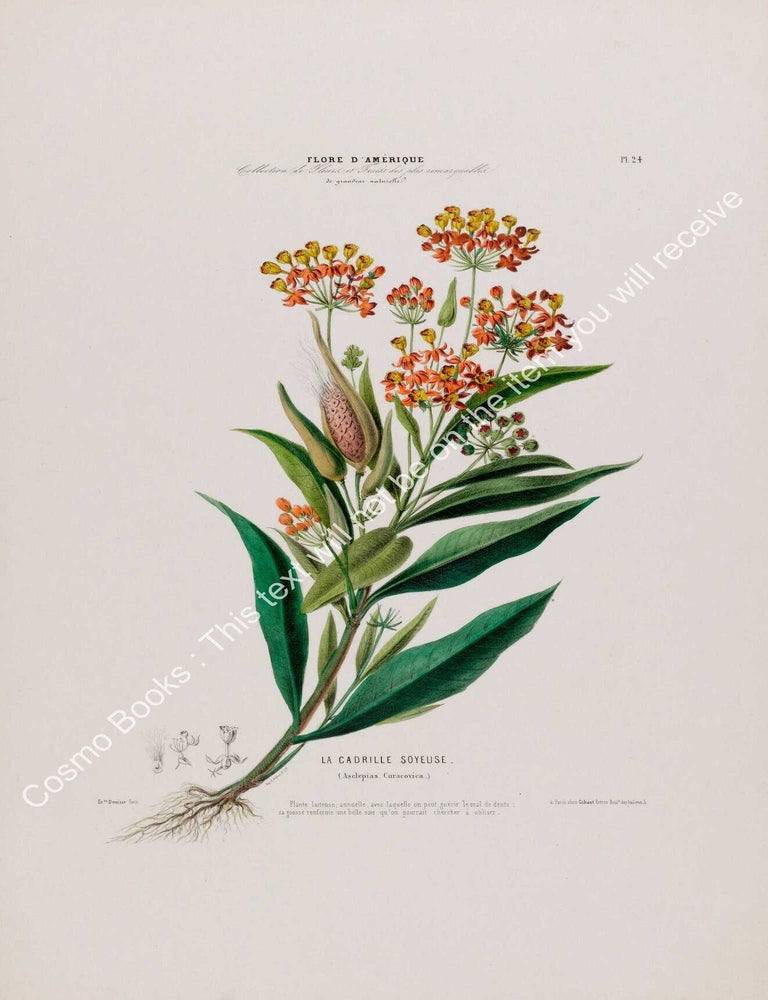 Item #801985 Flore d'Amerique 1843 - Asclepias Curacovica. Drawn & Painted by Etienne...