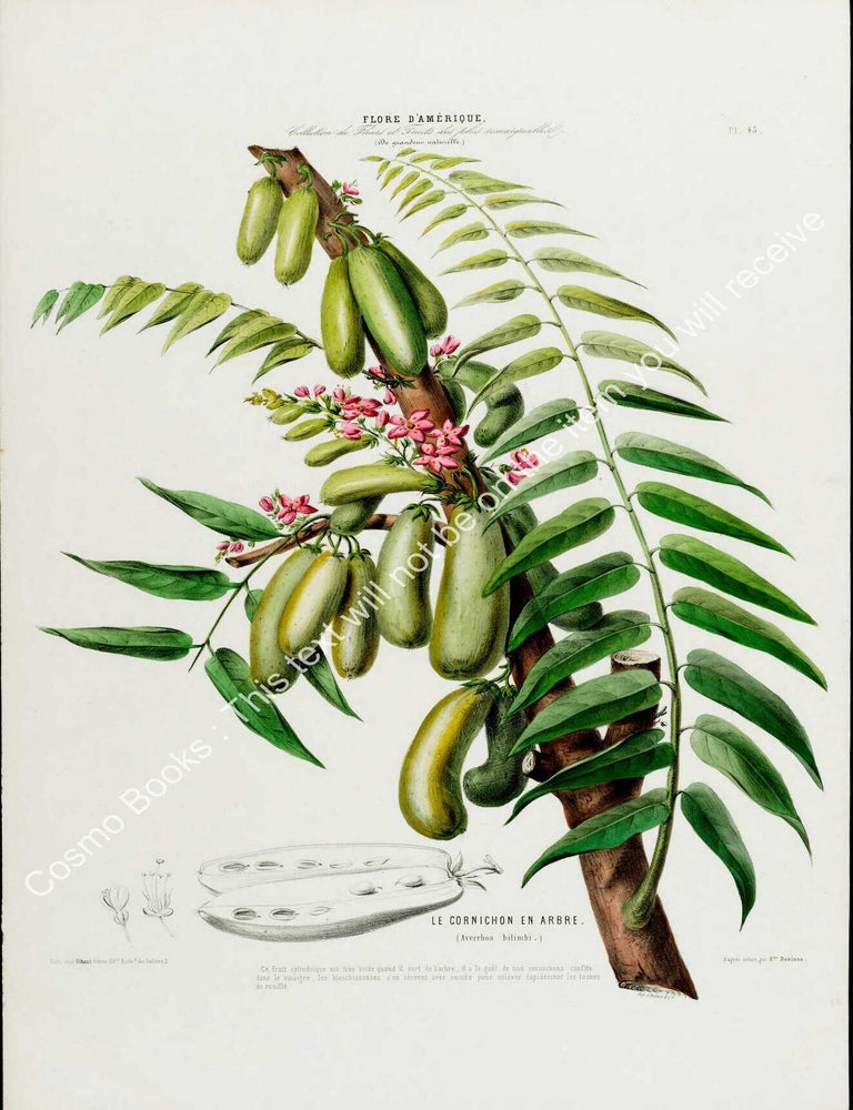 Item #801986 Flore d'Amerique 1843 - Averrhoa bilimbi. Drawn & Painted by Etienne...