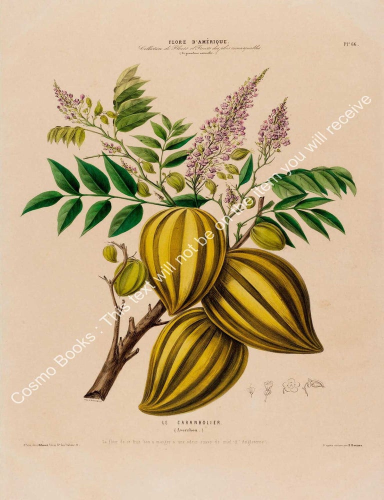 Item #801987 Flore d'Amerique 1843 - Averrhoa. Drawn & Painted by Etienne Denisse,...