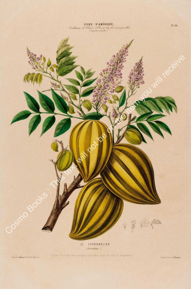 Item #801987 Flore d'Amerique 1843 - Averrhoa. Drawn & Painted by Etienne Denisse,...