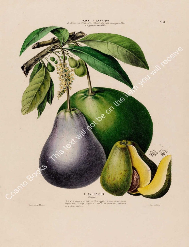 Item #801988 Flore d'Amerique 1843 - Avocado. Drawn & Painted by Etienne Denisse,...