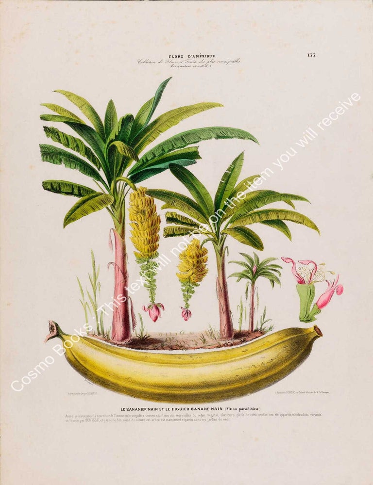 Item #801989 Flore d'Amerique 1843 - Banana & tree. Drawn & Painted by Etienne...