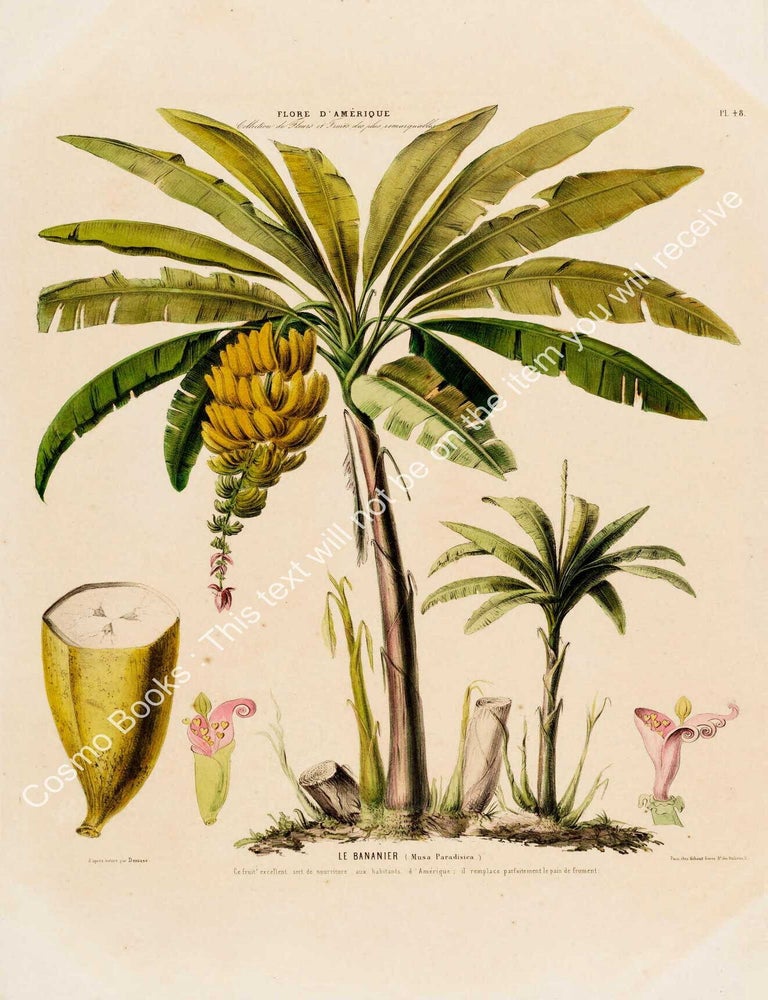 Item #801990 Flore d'Amerique 1843 - Banana Musa Paradisica. Drawn & Painted by Etienne...