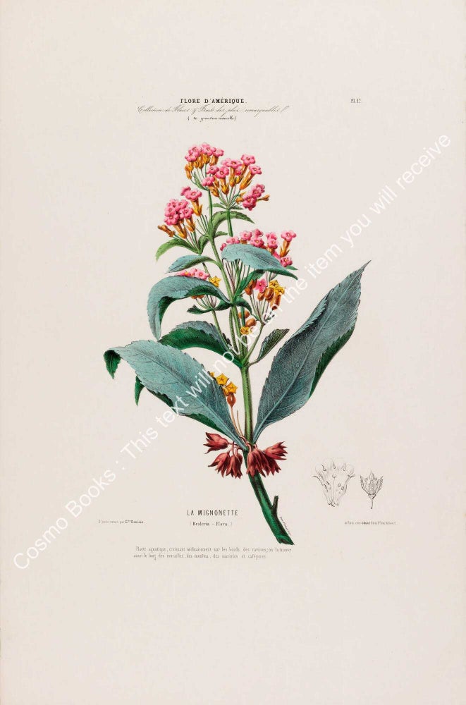Item #801991 Flore d'Amerique 1843 - Besleria-Flava. Drawn & Painted by Etienne Denisse,...