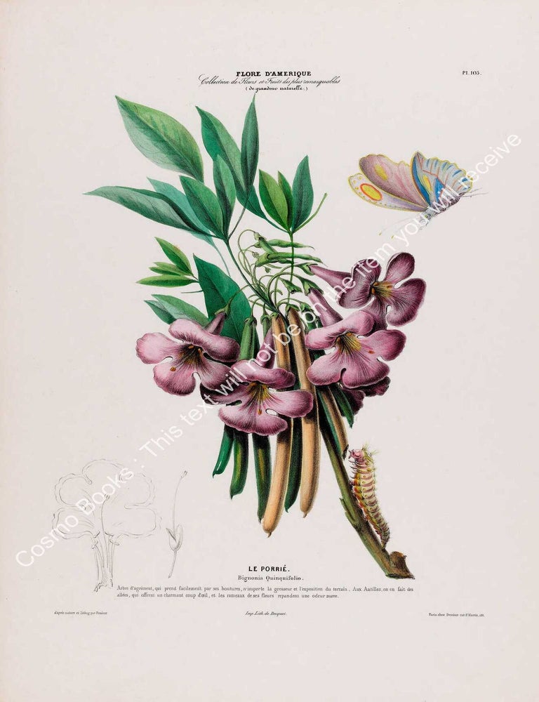 Item #801992 Flore d'Amerique 1843 - Bignonia Quinquifolio. Drawn & Painted by Etienne...