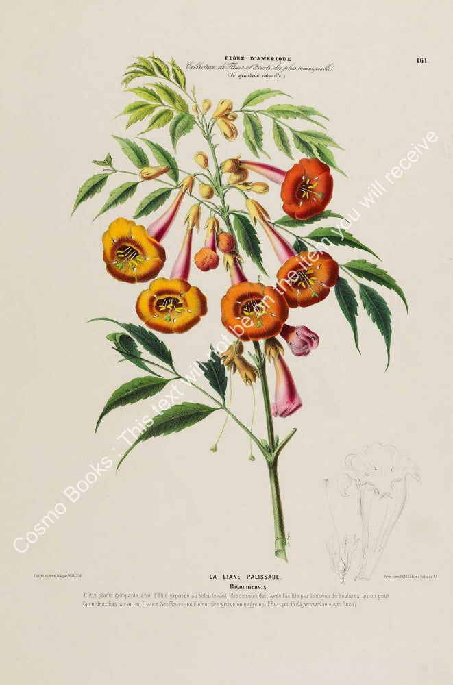 Item #801993 Flore d'Amerique 1843 - Bignoniensis. Drawn & Painted by Etienne Denisse,...
