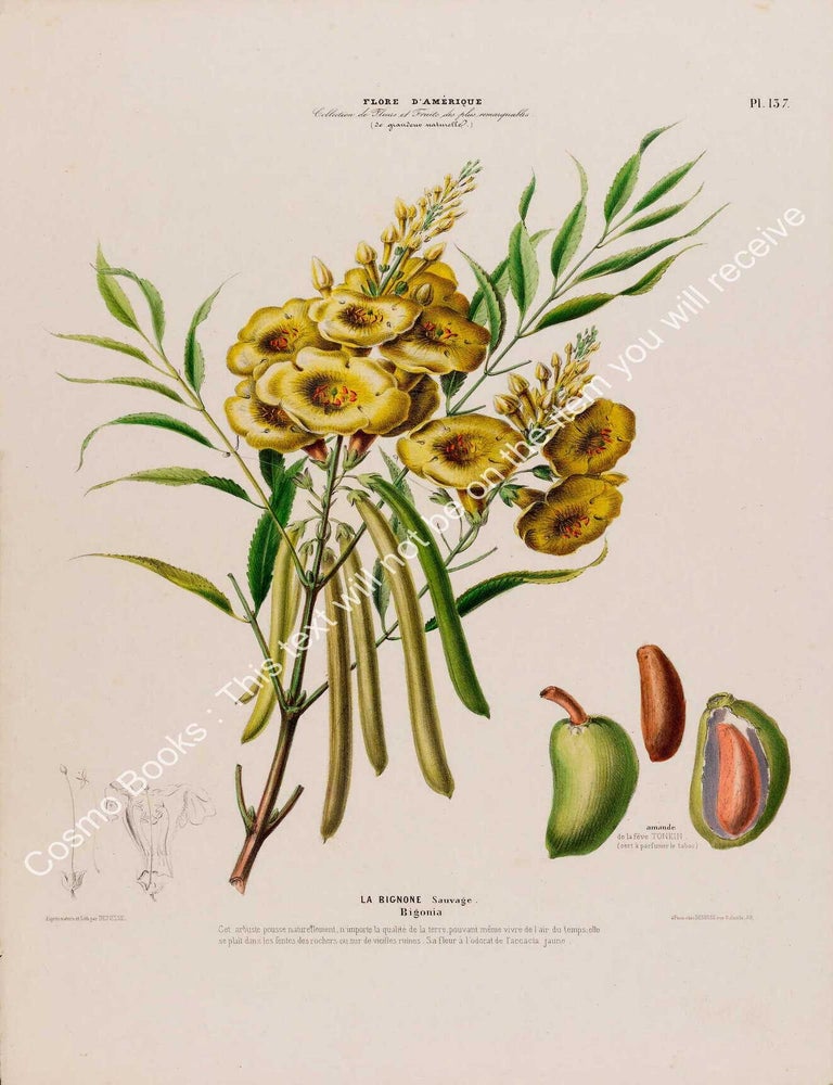 Item #801994 Flore d'Amerique 1843 - Bigonia. Drawn & Painted by Etienne Denisse,...