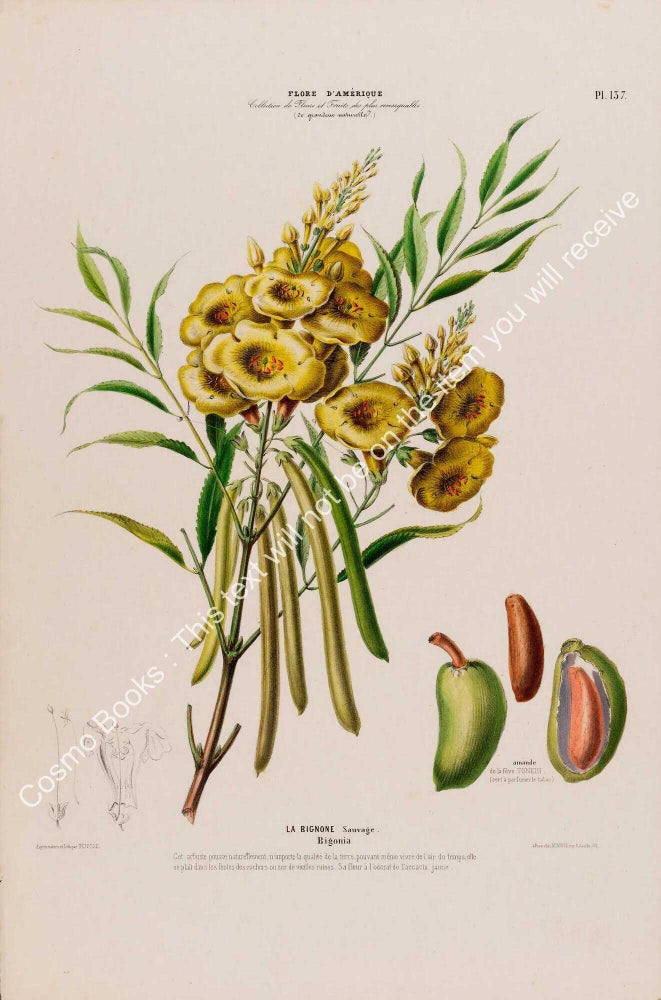 Item #801994 Flore d'Amerique 1843 - Bigonia. Drawn & Painted by Etienne Denisse,...