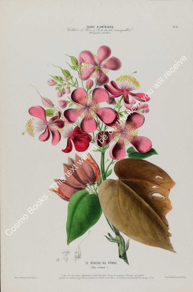 Item #801995 Flore d'Amerique 1843 - Bixa orellana. Drawn & Painted by Etienne Denisse,...