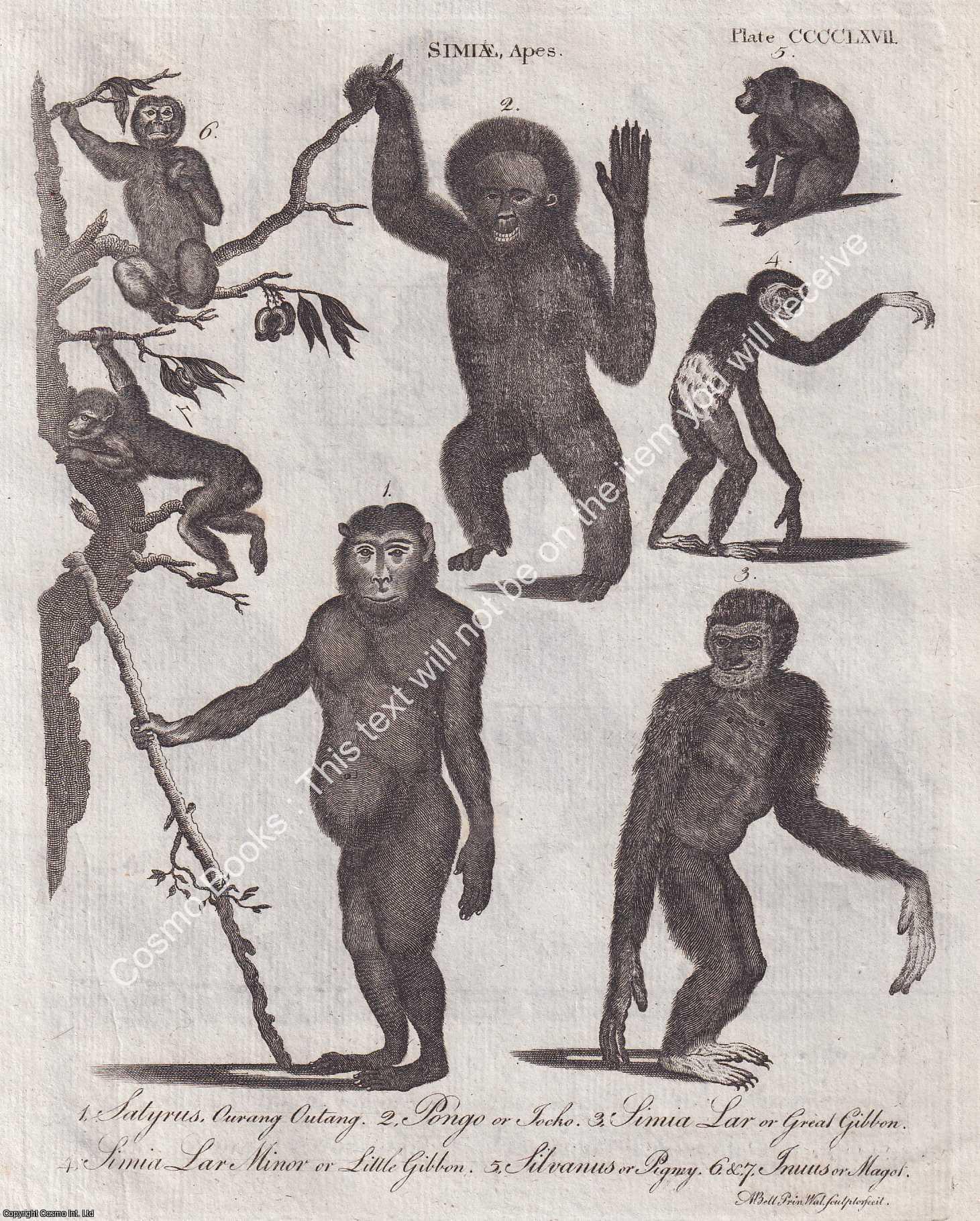 1797 : Digiated Quadrupeds : The Monkey : Simia. A modern reprint of an ...